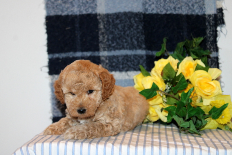 puppy, for, sale, Mini Goldendoodle F1B, Matthew B. Stoltzfus, dog, breeder, Gap, PA, dog-breeder, puppy-for-sale, forsale, nearby, find, puppyfind, locator, puppylocator, aca